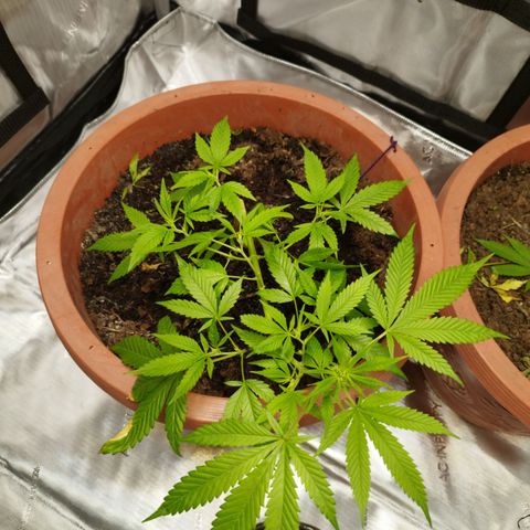 Lala growlog photo: Luz en todos los ápices 