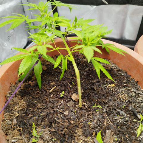 Lala growlog timeline photo