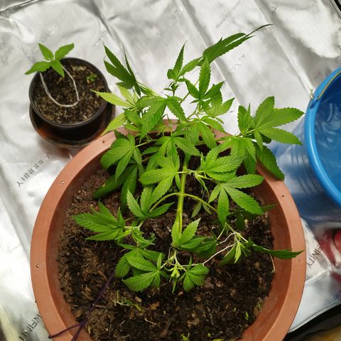 Lala growlog photo: Después de LST 