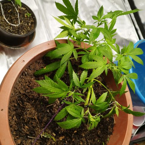 Lala growlog photo: Después de LST 