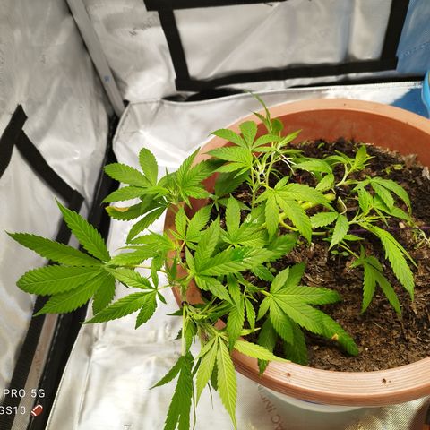 Lala growlog photo: Después de LST 