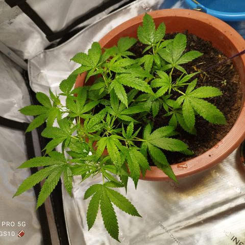Lala growlog timeline photo
