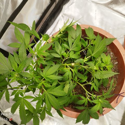 Lala growlog timeline photo