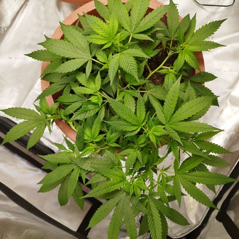Lala growlog timeline photo