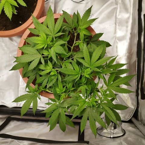 Lala growlog timeline photo