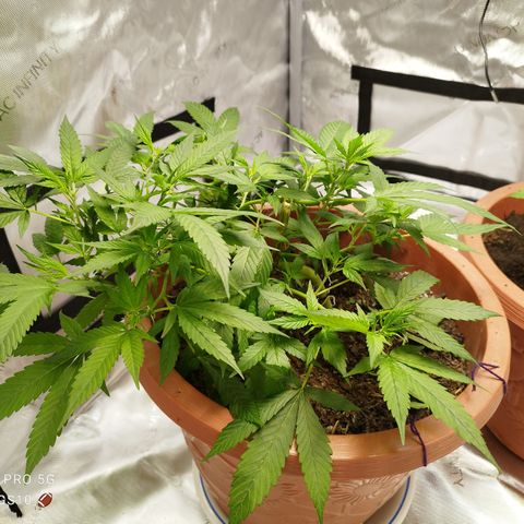 Lala growlog timeline photo