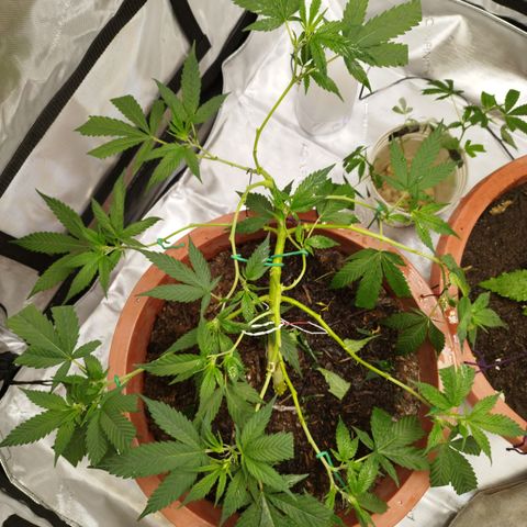 Lala growlog photo: Poda