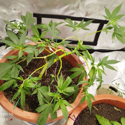 Lala growlog photo: Poda