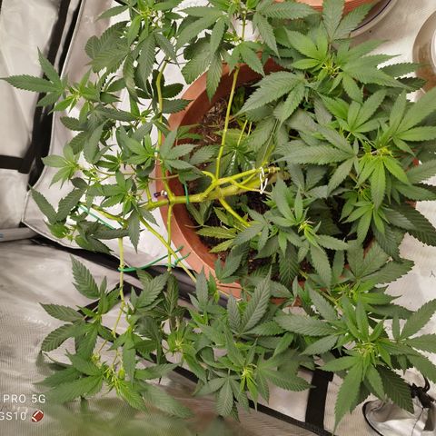 Lala growlog photo: LST