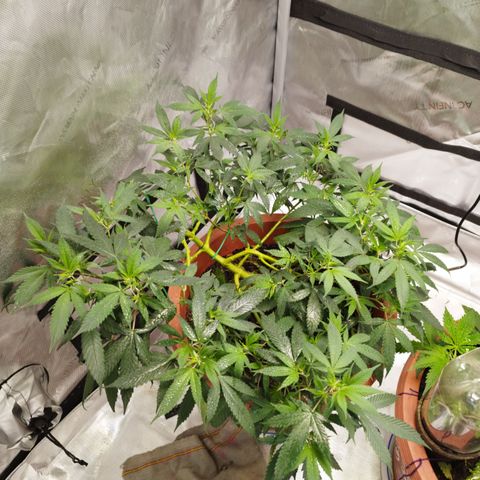 Lala growlog timeline photo
