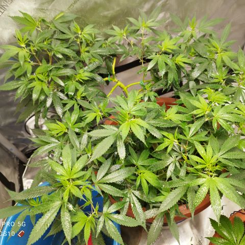 Lala growlog timeline photo
