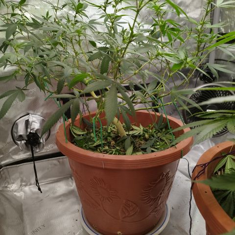 Lala growlog photo: Poda 