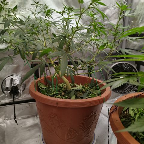 Lala growlog photo: Poda 
