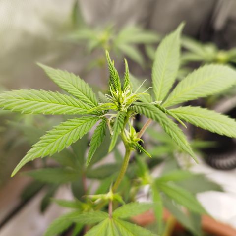 Lala growlog photo: Flores