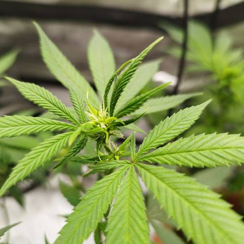 Lala growlog photo: Flores