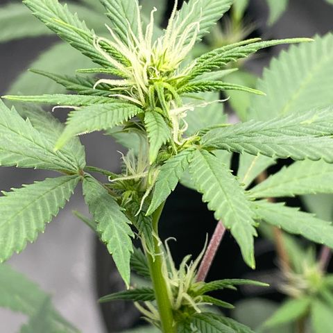Lala growlog timeline photo