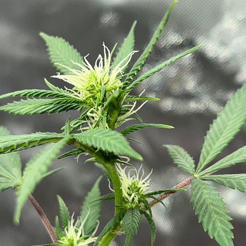 Lala growlog timeline photo