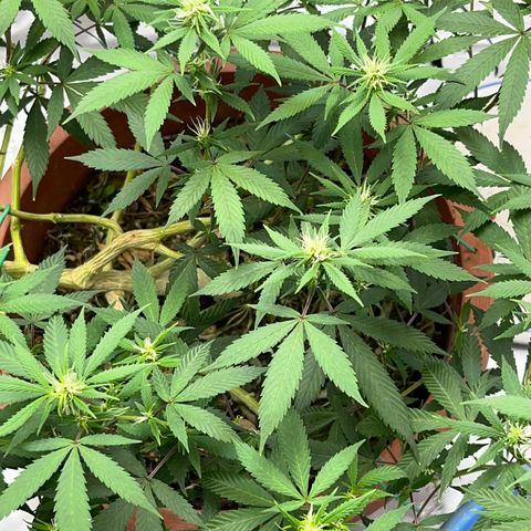Lala growlog timeline photo