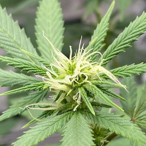 Lala growlog timeline photo
