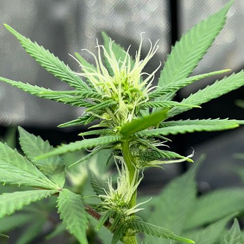 Lala growlog timeline photo