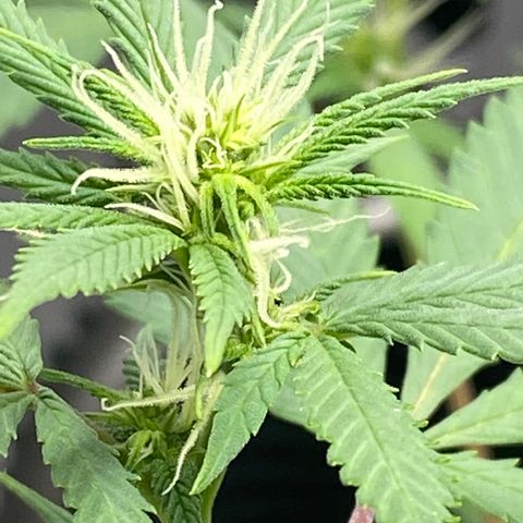 Lala growlog timeline photo