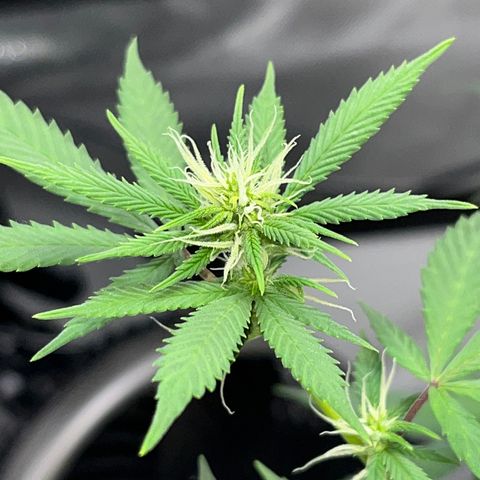 Lala growlog timeline photo
