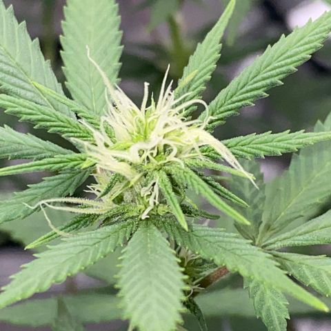 Lala growlog timeline photo