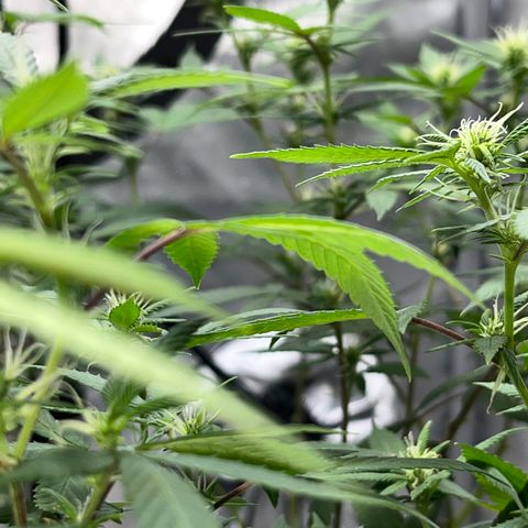 Lala growlog timeline photo