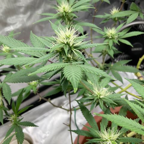 Lala growlog timeline photo