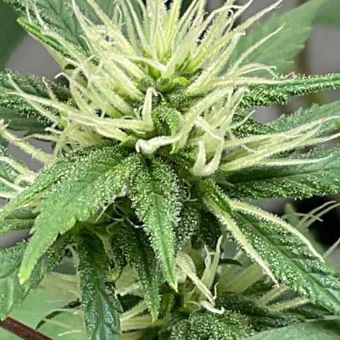 Lala growlog timeline photo