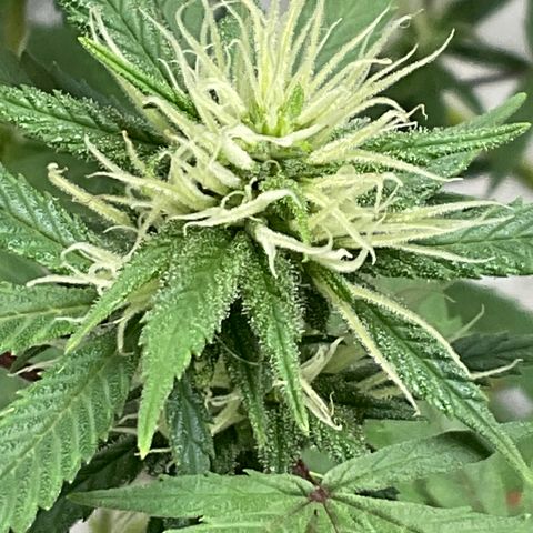 Lala growlog timeline photo