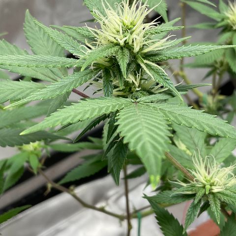 Lala growlog timeline photo