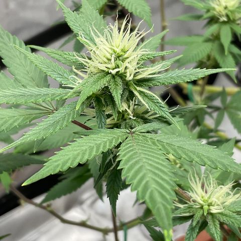 Lala growlog timeline photo