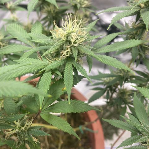 Lala growlog timeline photo