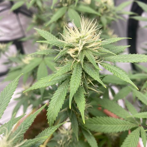 Lala growlog timeline photo