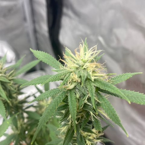 Lala growlog timeline photo