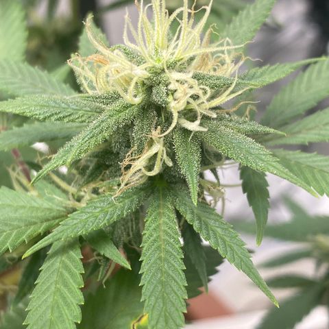 Lala growlog timeline photo