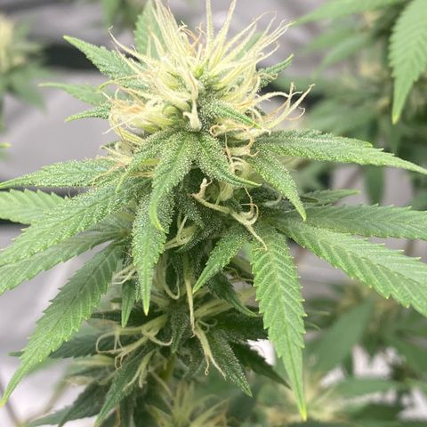 Lala growlog timeline photo