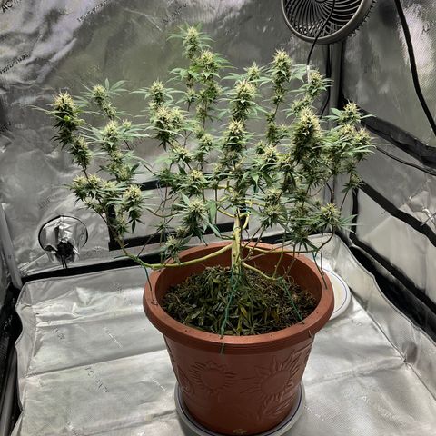 Lala growlog timeline photo