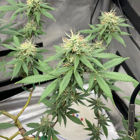 Lala growlog timeline photo