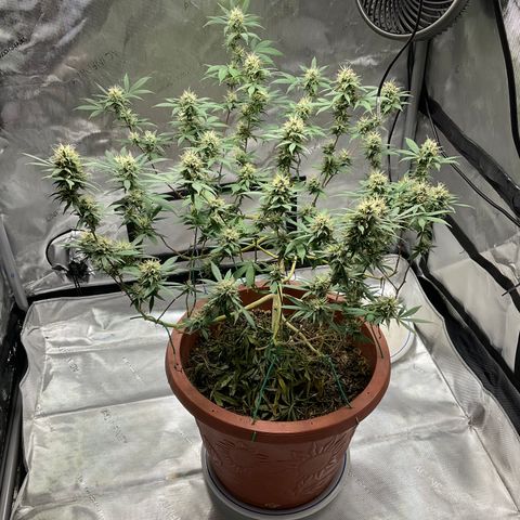 Lala growlog timeline photo