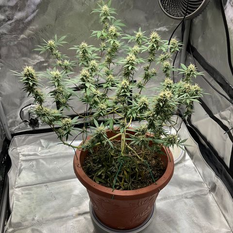 Lala growlog timeline photo