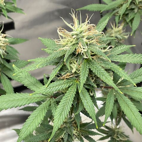 Lala growlog timeline photo