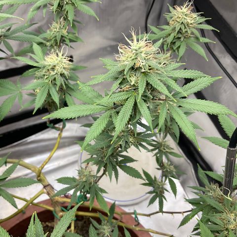 Lala growlog timeline photo