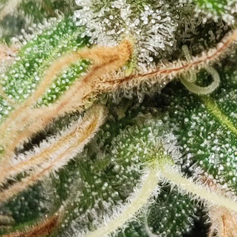 Lala growlog timeline photo