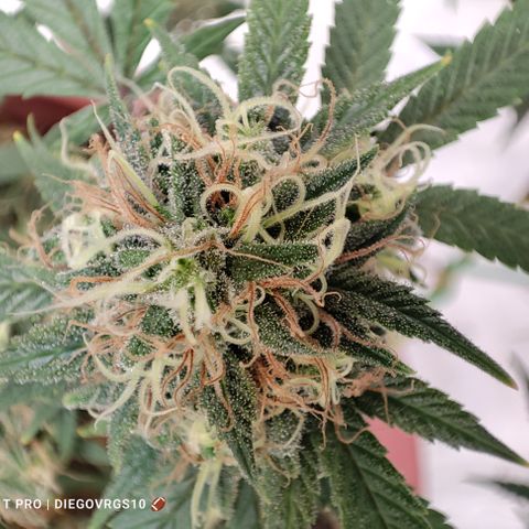 Lala growlog timeline photo