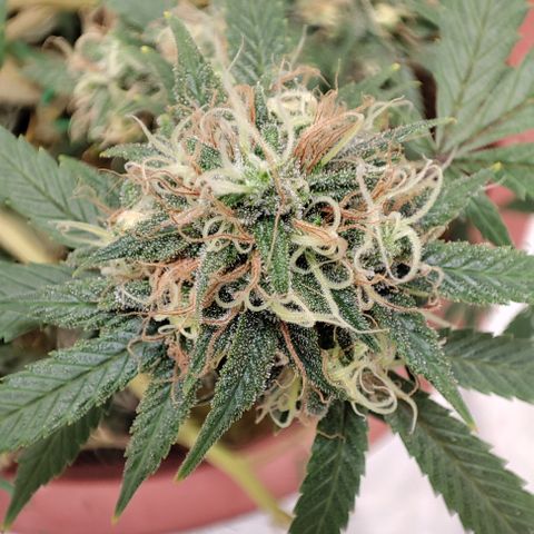 Lala growlog timeline photo