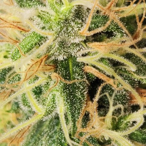Lala growlog timeline photo