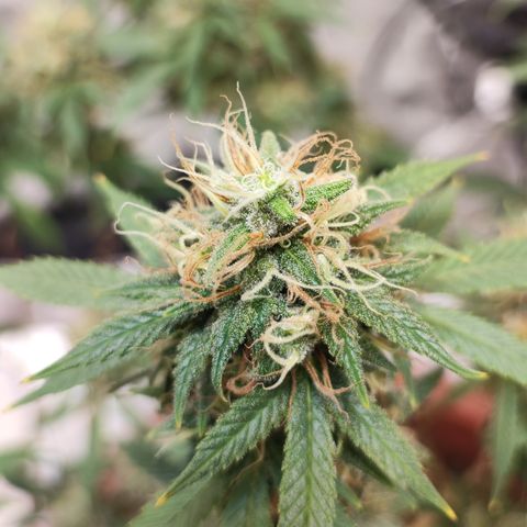 Lala growlog timeline photo