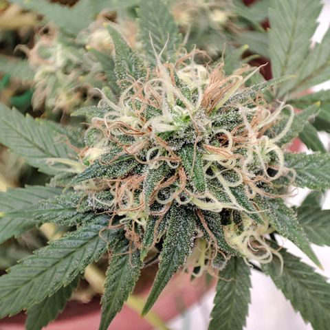 Lala growlog timeline photo